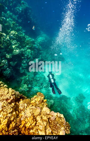 Marsa Alam Reef, single scuba diver underwater, Red Sea, Egypt Stock Photo