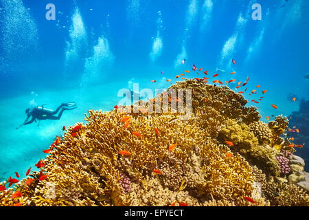 Marsa Alam, Red Sea - underwater view at scuba divers and the reef