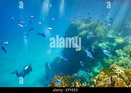 Underwater view at scuba divers and the reef, Marsa Alam, Red Sea, Egypt Stock Photo