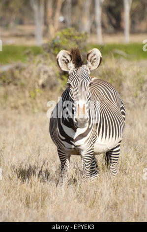 Grevy's Zebra, at Lewa downs, Kenya. Stock Photo
