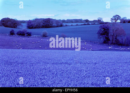 a flock of sheep grazing peacefully in a field near chalton hampshire england uk Stock Photo