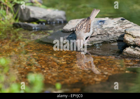 A House Sparrow fledgling visits a garden pond to drink. Hastings, East Sussex, UK Stock Photo