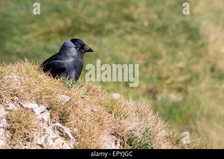 Jackdaw (Corvus monedula) sat on top of a cliff Stock Photo