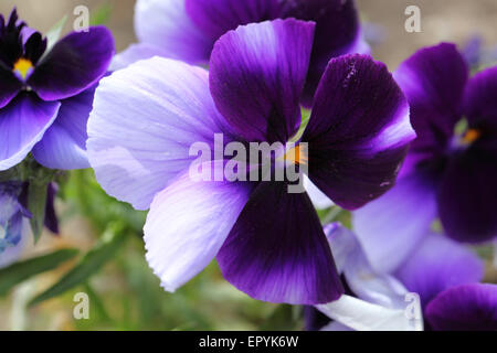 Beautiful violet flower close up. Pansies Stock Photo