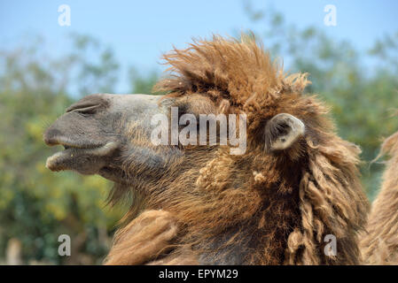 Bactrian camel Stock Photo