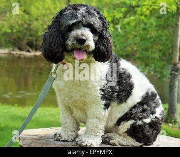 cockapoo puppy Stock Photo