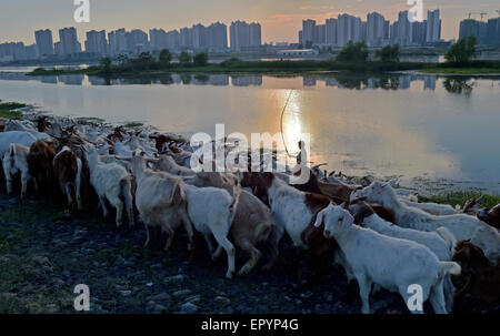 Hubei, China. 23rd May, 2015. Two sheepherders lead their flock along the bank in Xiangyang, Hubei province, China on 23th May 2015. Credit:  Panda Eye/Alamy Live News