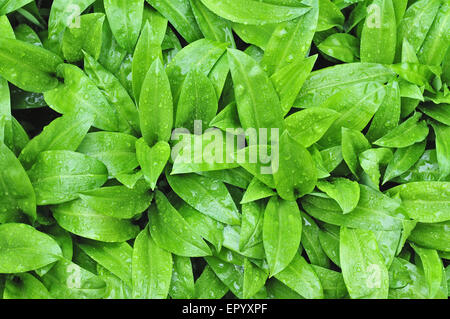 Wild garlic with rain drops on it Stock Photo