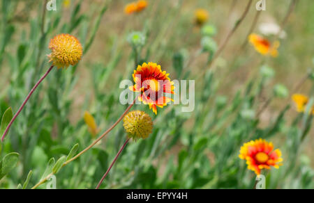 Beautiful Feral Indian blanket flower with friends in a summer wild field. Stock Photo