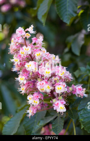 Aesculus hippocastanum flower. Horse chestnut tree in flower. Stock Photo