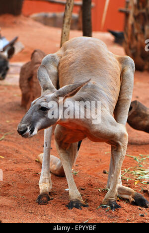 Big ans strong red kangaroo standing on four Stock Photo