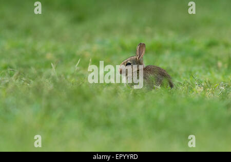 Baby Rabbit-Oryctolagus cuniculus, on a grass field. Spring. Uk Stock Photo