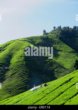 Tea pickers in a Tea plantation, Cameron Highlands, Pahang, Malaysia, Asia Stock Photo