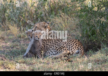 Cheetah mother with cubs, Tanzania Stock Photo