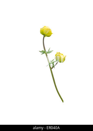 Yellow butter ball flower and bud isolated on white design element. Stock Photo