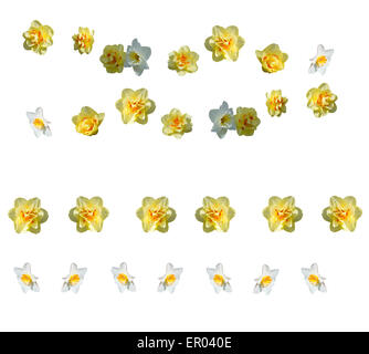 Yellow daffodils design elements, margins isolated on white. Stock Photo