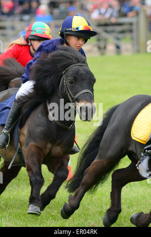 Shetland Pony racing at Hertfordshire County show Stock Photo: 82982356 ...