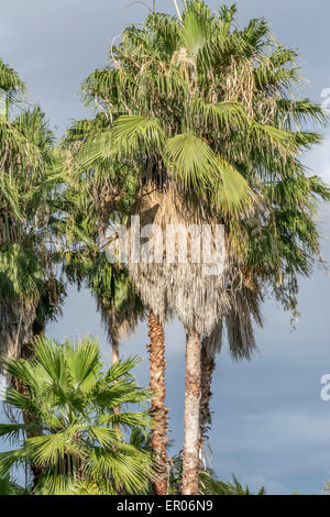 Palm trees in Guatemala that is known by Mexican Palmetto or Texas Palmetto or Texas Sabal Palm or Rio Grande Palmetto or  Palma de Mícharos  in Guatemala.  The scientific name is Sabal mexicana Stock Photo