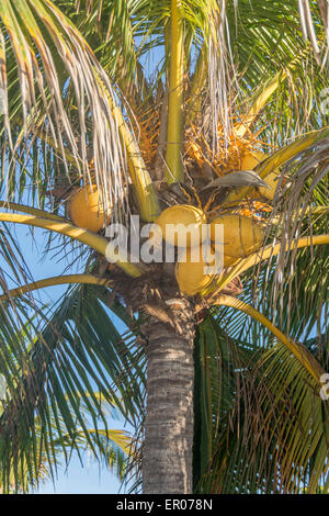 Ripe coconuts on a palm tree in Guatemala Stock Photo