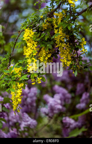 Laburnum anagyroides flowering shrub Stock Photo