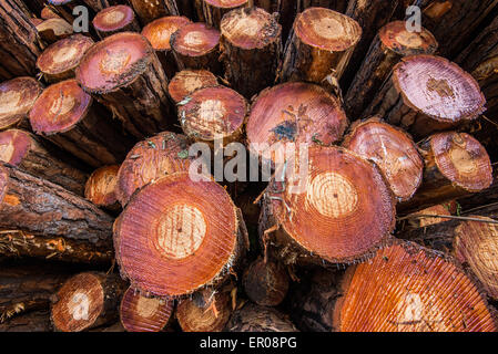 Freshly cut pine logs Stock Photo