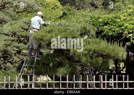 Japanese professional gardener pruning a pine tree with shears Stock Photo