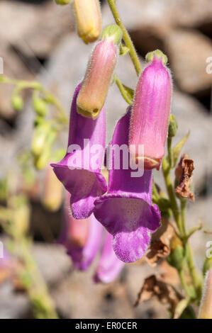 Flowers of Spanish foxglove, Digitalis thapsi. Photo taken in Colmenar Viejo, Madrid, Spain Stock Photo