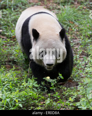 Giant panda (Ailuropoda melanoleuca) at Chengdu Panda Breeding and Research Center Stock Photo