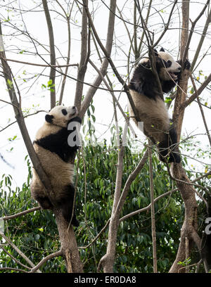 Tow giant pandas (Ailuropoda melanoleuca) climbing trees at Chengdu Panda Breeding and Research Center Stock Photo