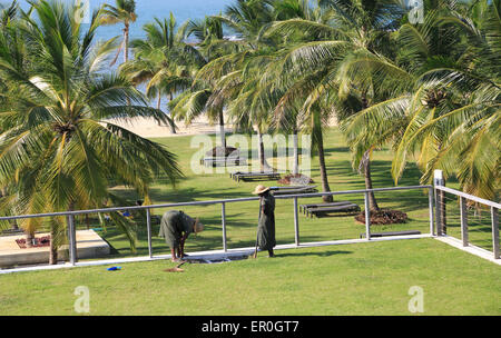 Amaya Beach Resort and Spa hotel, Pasikudah Bay, Eastern Province, Sri Lanka, Asia staff tending sedum grass roof garden Stock Photo