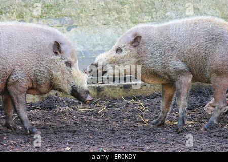 playful Bearded pigs at zoo farm Stock Photo