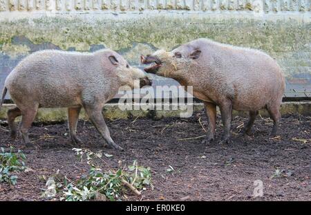 playful Bearded pigs at zoo farm Stock Photo