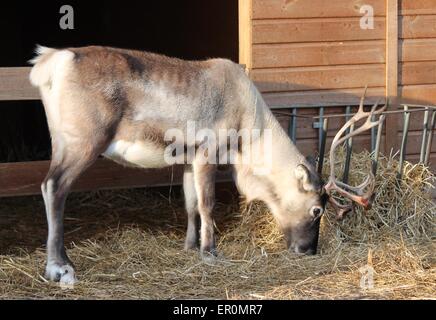 santas full grown shaggy Reindeer with peeling shedding velvet on antlers grazing