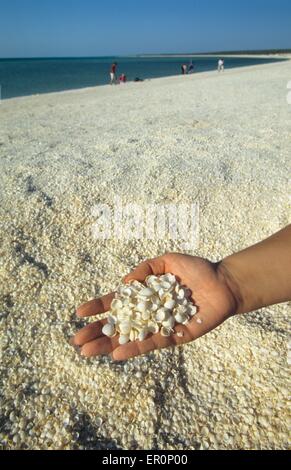 Australia, Western Australia, Shark bay, Haridon Bight, Shell Beach, beach composed only of small shells Fragum erugatum // Aust Stock Photo