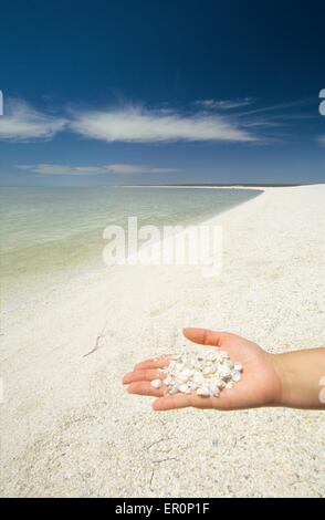 Australia, Western Australia, Shark bay, Haridon Bight, Shell Beach, beach composed only of small shells Fragum erugatum // Aust Stock Photo