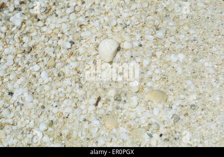 Australia, Western Australia, Shark bay, Haridon Bight, Shell Beach, beach composed only of small shells Fragum erugatum // Aust Stock Photo