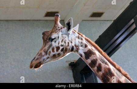 captive giraffes look out the doors to their barn Stock Photo