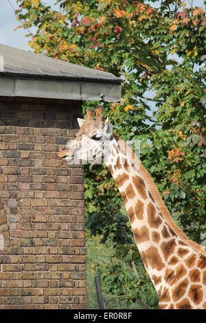 captive giraffes look out the doors to their barn Stock Photo