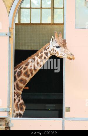 captive giraffes look out the doors to their barn Stock Photo