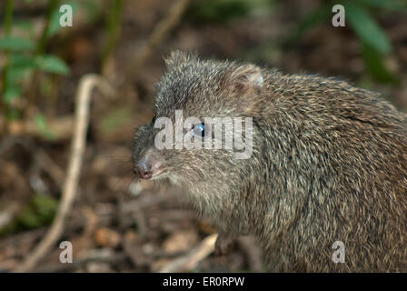 Potoroo in Cleland Wildlofe Park,  Australia, SA, Australia Stock Photo