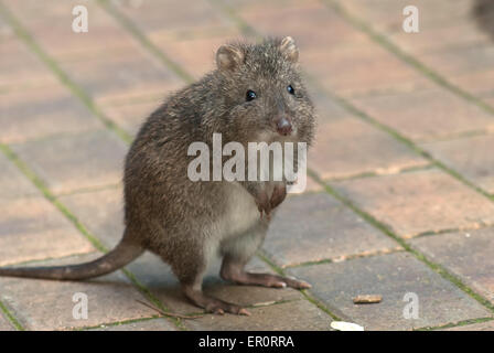 Potoroo in Cleland Wildlofe Park,  Australia, SA, Australia Stock Photo