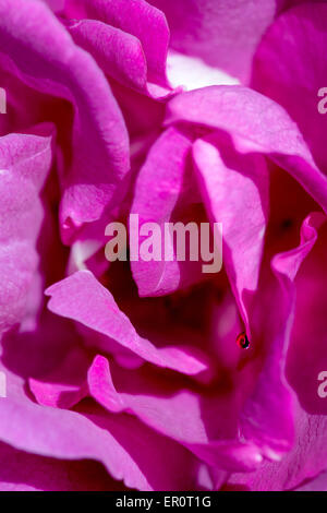 Close up of rose flower Stock Photo