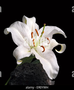 White Oriental Casablanca Lily on black volcanic rock with black background. Stock Photo