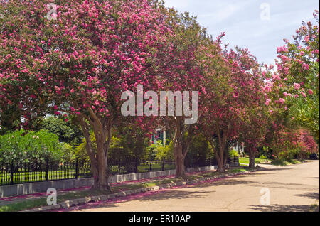Flowering Crape Myrtle trees bring brilliant pink colors to a quiet residential street in historic Natchez, Mississippi, USA. Stock Photo
