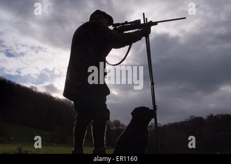 Duff Hart-Davis deer stalking with his gun dog and using an elevated tree platform.a UK shoot shooting'blood sports'venison Stock Photo