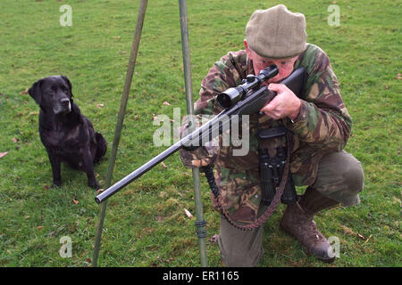 Duff Hart-Davis deer stalking with his gun dog and using an elevated tree platform.a UK shoot shooting'blood sports'venison Stock Photo