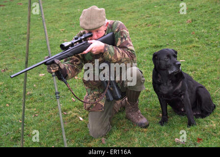 Duff Hart-Davis deer stalking with his gun dog and using an elevated tree platform.a UK shoot shooting'blood sports'venison Stock Photo