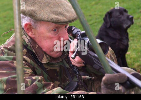 Duff Hart-Davis deer stalking with his gun dog and using an elevated tree platform.a UK shoot shooting'blood sports'venison Stock Photo