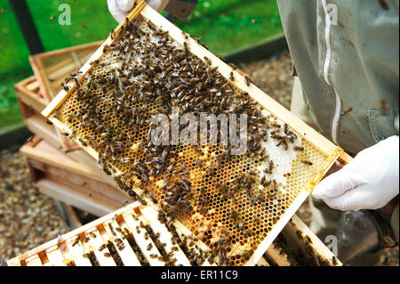 Bee keeper wearing gloves holding a Brood Frame pulled from the hive with Worker bees on. Stock Photo