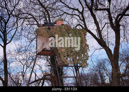 Duff Hart-Davis deer stalking with his gun dog and using an elevated tree platform.a UK shoot shooting'blood sports'venison Stock Photo